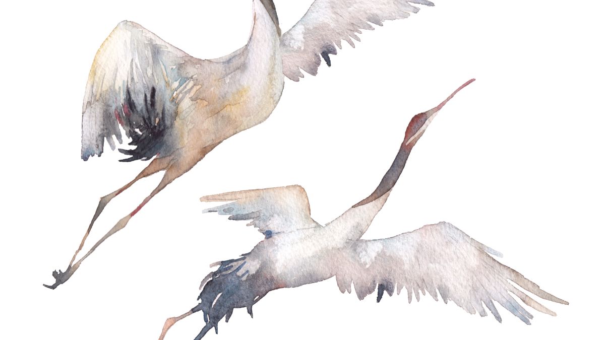 Watercolor illustration of two sandhill cranes