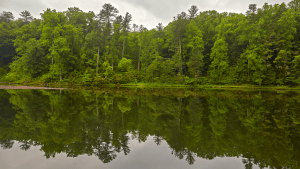 A green forest lined by a river that reflects the trees and sky
