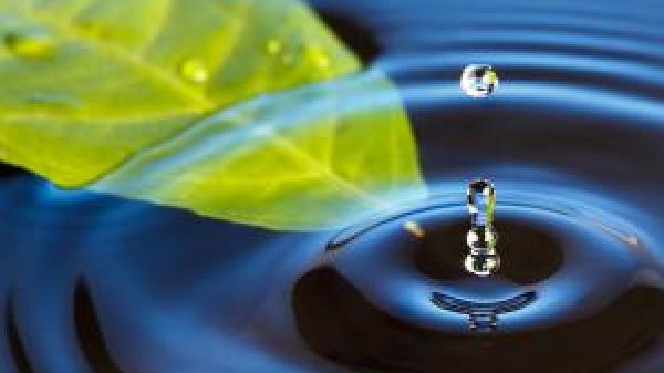 Water drop hitting a the water surface next to a floating leaf lake creating wave rings.