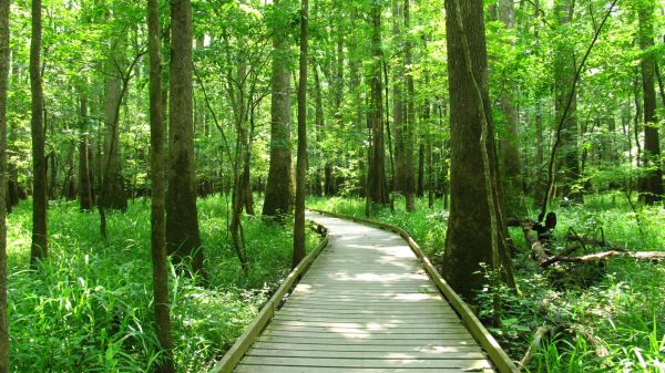 Congaree National Park Boardwalk through green forest at Congaree National Park
