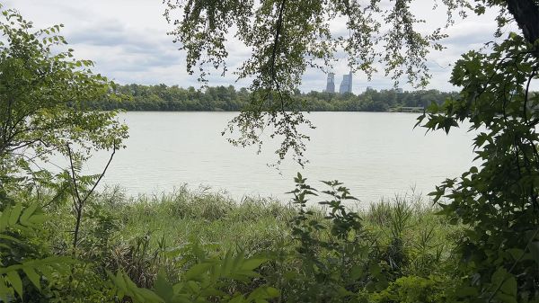 A large body of water with green plants surrounding. In the distance, tall buildings.