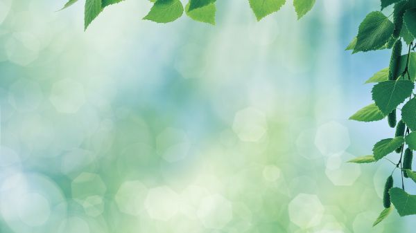 Close-up image of a leafy branch with soft bokeh lighting in the background. 