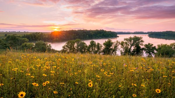 Landscape photo of yellow wildflower field in the foreground with a forest and waterway in the background