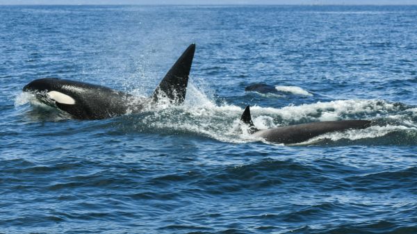 Toothed whales