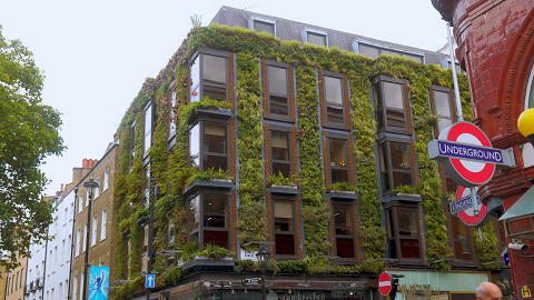 Building with greenery growing on the outside walls