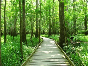 Wooden path going through a lush green forest