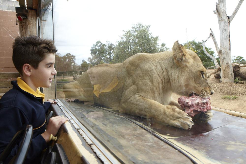 A young person stares at a lion eating