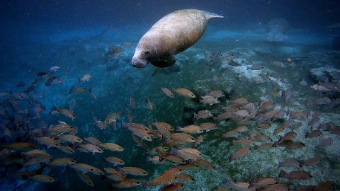 A manatee swims toward a school of fish