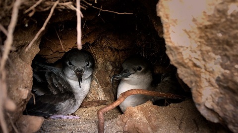 Pair of nesting birds in a ground cavity
