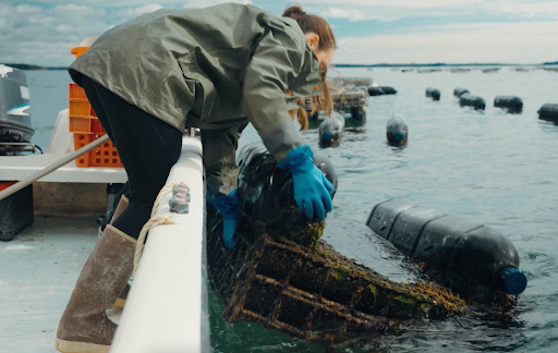 Amy pulls an oyster cage from the water.