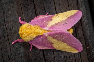 A rosy maple moth with pink and yellow fluffy wings sits on a piece of wood