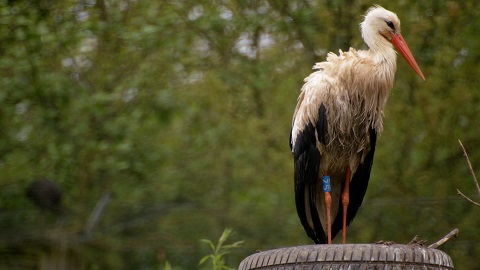 A banded stork stands still