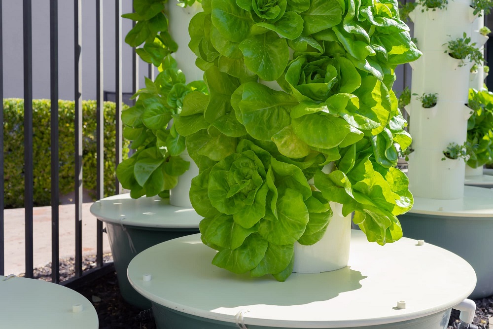 Green lettuce growing on a vertical hydroponic tower system