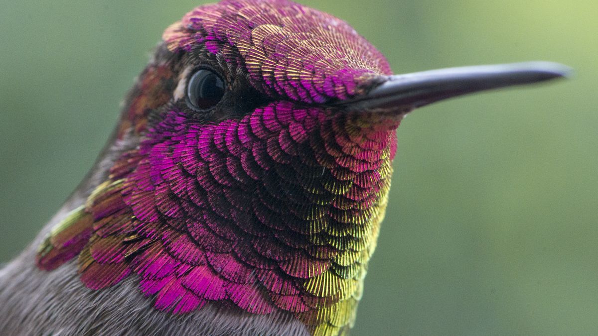 SAMPLE: Close-up of male Anna's hummingbird with bright magenta throat
