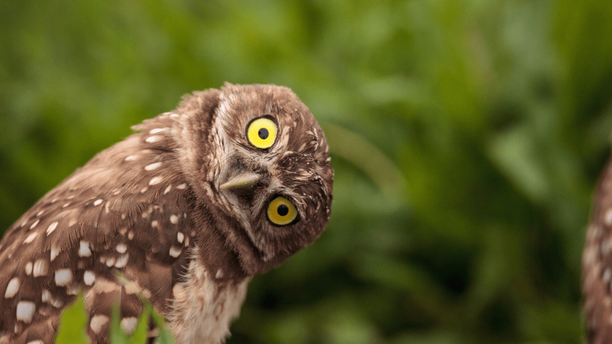 owl tilting head