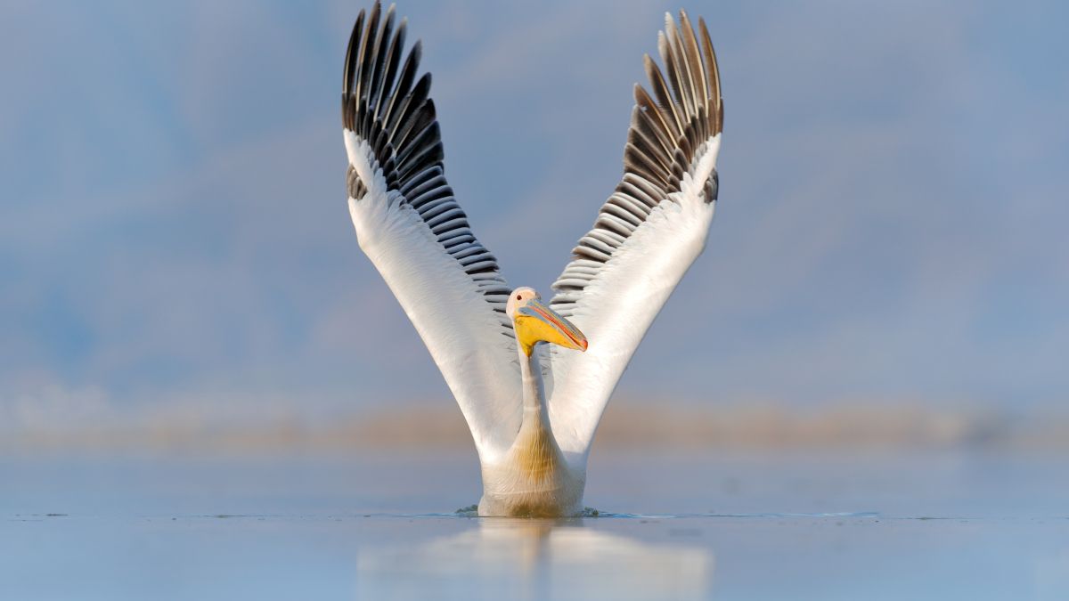 white pelican over water
