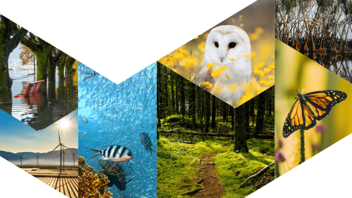 Collage of wildlife and forest and ocean landscapes