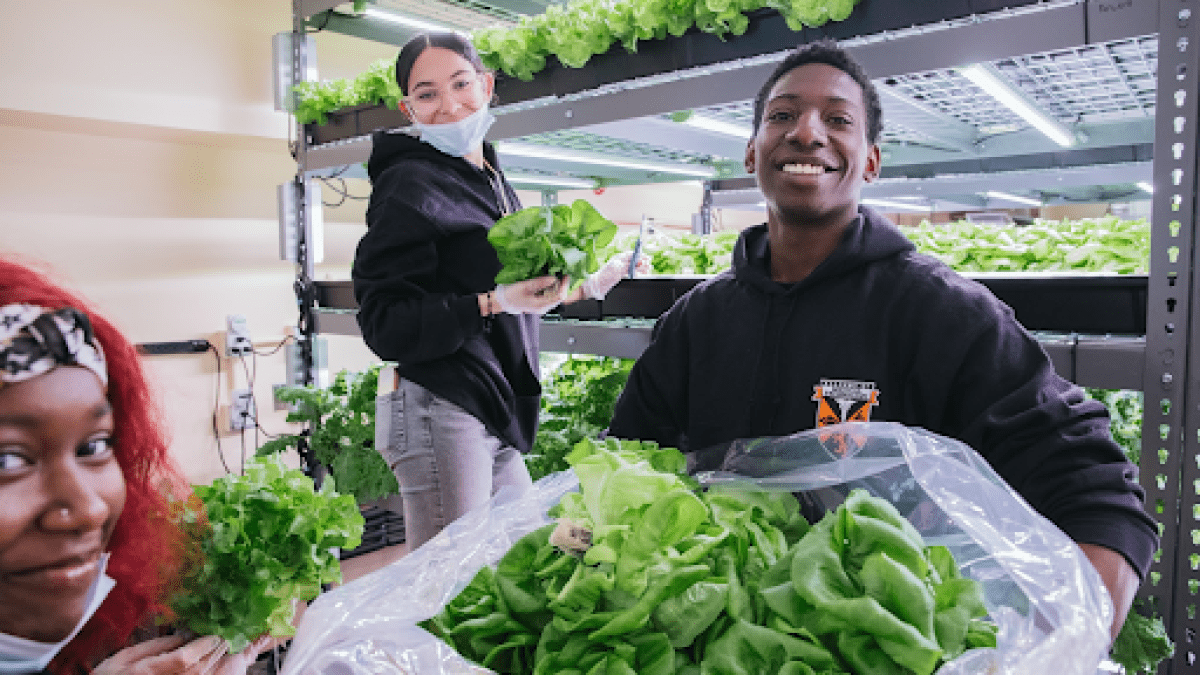 Three people gardening and displaying their leafy harvest