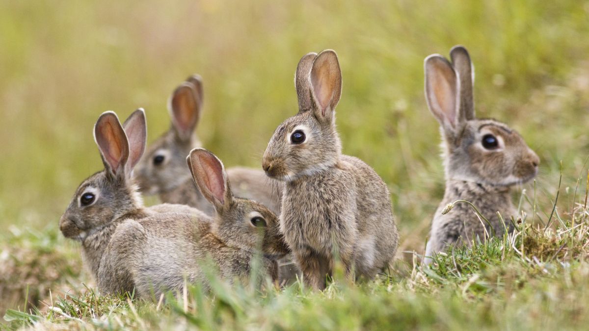 Group of rabbits amongst some grass