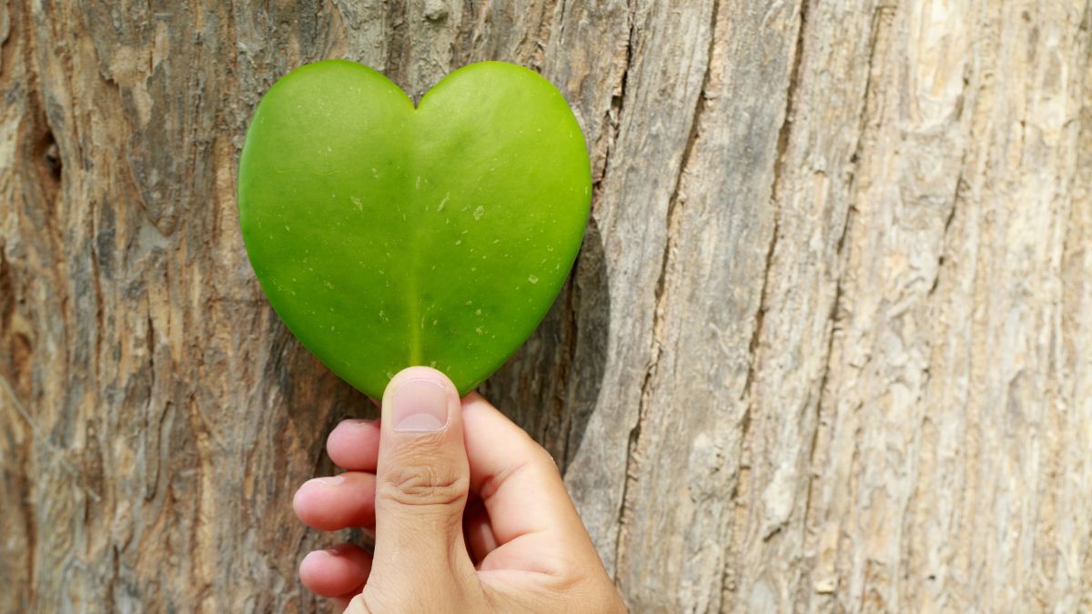 A hand holds a heart-shaped leaf against tree bark