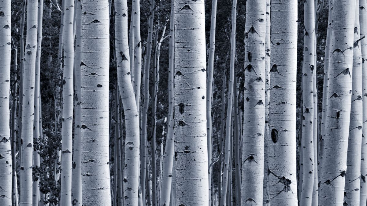Photo of an aspen forest