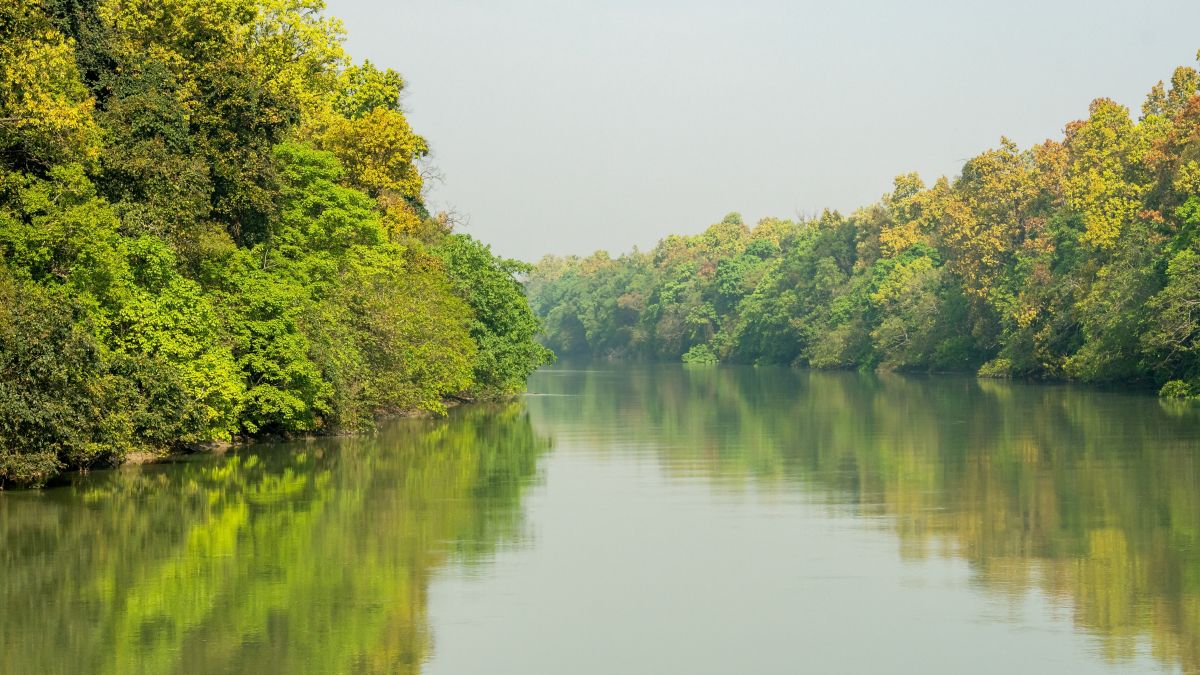 picturesque and scenic view of dense sal forest reflection in sharda or sarda river at terai arc landscape in surai eco tourism zone