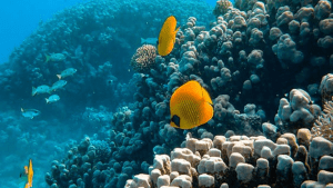 Golden butterfly fish above coral D. Rosenstrock
