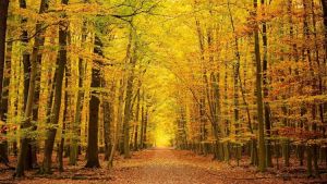 a road stretches through a yellow forest 