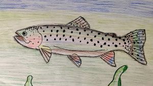 Colored pencil illustration of brook trout by middle school artist.