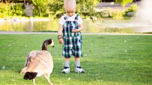 Little boy feeds a goose on a grassy park