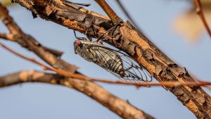 Cicada on a branch.