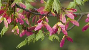 Pinkish Maple helicopters on a branch