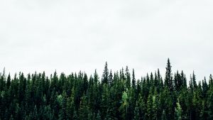 Landscape photo of a forest of evergreen trees on an overcast day