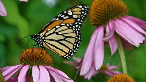 Monarch butterfly on an echinacea flower