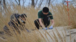 Two people kneeling on a sandy dune, planting dune grass