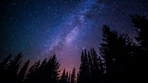 Starry sky above a forest. The sky is purple, black, and blue.
