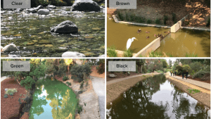 Four photos of different classifications of water: Clear, Brown, Green, Black 