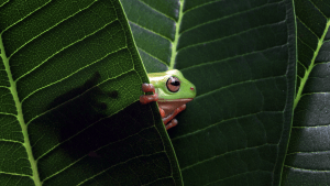 Frog peeking out between two dark green leaves.