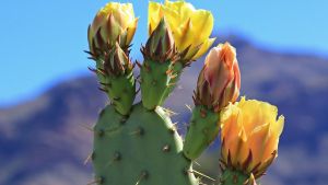Close-up photo of a cactus with blooming yellow flowers
