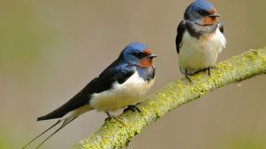 Two swallows on a branch.