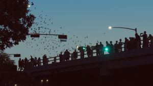 Silhouettes of people on a bridge watching the flight of thousands of bats. Bridge Bats, Waugh Drive Bat Colony in Houston, Texas, US