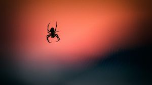 Close up photo of a spider dangling in the air