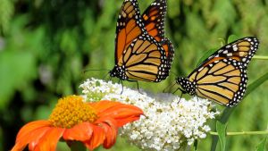 Two monarch butterflies on a flower