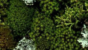 Photo is “moss and lichen” by horticultural art Flicker