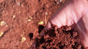 Close-up of a hand holding soil from a garden plot
