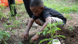 A Black child plants a seedling in a garden