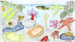 Illustration of a tide pool and a few critters like crabs, fish, anemones