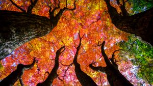 view of tall maple trees from ground with colorful autumn leaves