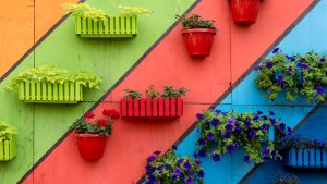 Plants and flowers in wooden and plastic pots on colorful painted background.