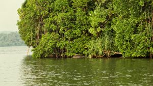Beautiful mangrove lush thicket in Sri Lanka